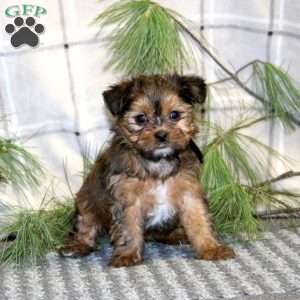 Lollipop, Shorkie Puppy