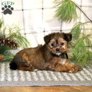 Lollipop, Shorkie Puppy