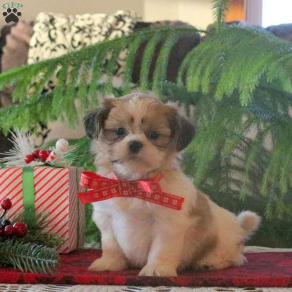 Lolly, Shih Tzu Puppy