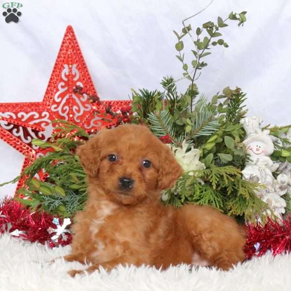 Lolly, Mini Goldendoodle Puppy