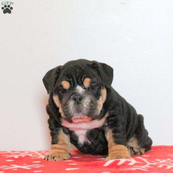 Lolly, English Bulldog Puppy