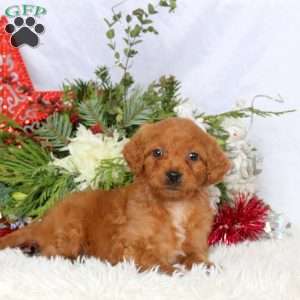 Lolly, Mini Goldendoodle Puppy