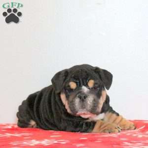 Lolly, English Bulldog Puppy