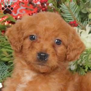 Lolly, Mini Goldendoodle Puppy