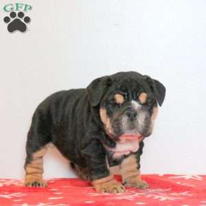 Lolly, English Bulldog Puppy