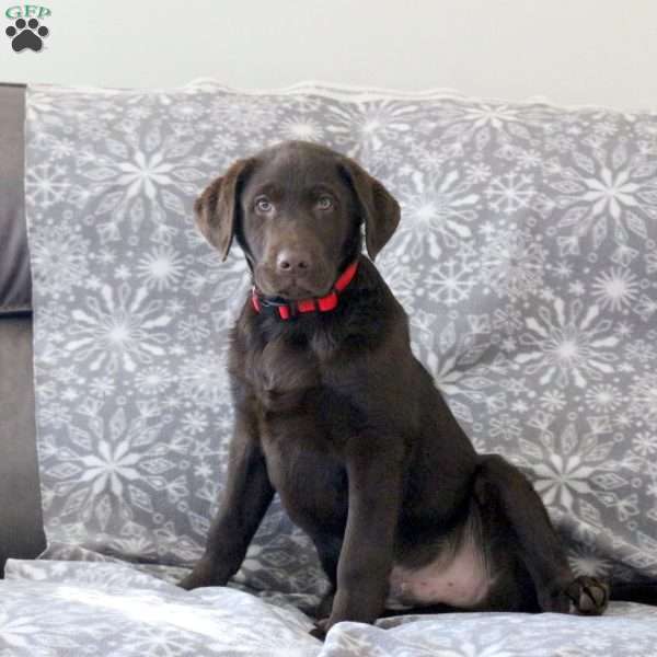 London Fog, Chocolate Labrador Retriever Puppy