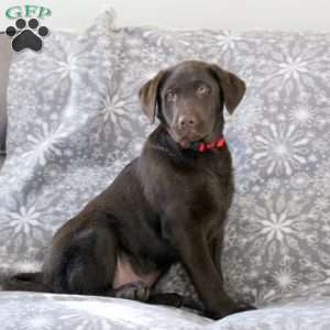 London Fog, Chocolate Labrador Retriever Puppy