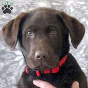 London Fog, Chocolate Labrador Retriever Puppy