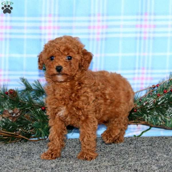 Lonnie, Miniature Poodle Puppy
