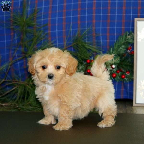 Lonnie, Maltipoo Puppy