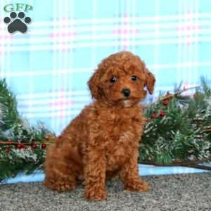 Lonnie, Miniature Poodle Puppy