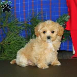Lonnie, Maltipoo Puppy