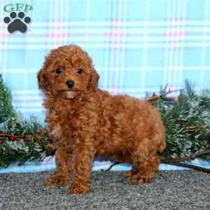 Lonnie, Miniature Poodle Puppy