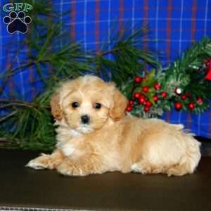Lonnie, Maltipoo Puppy