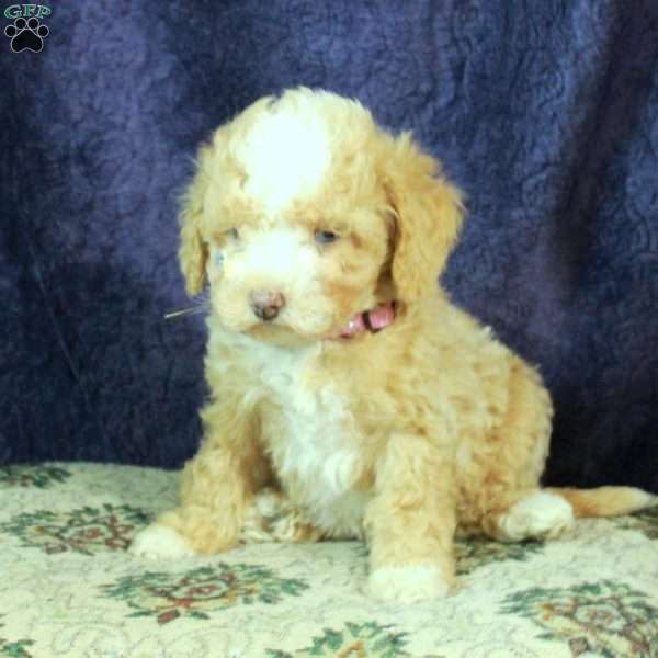 Lory, Miniature Poodle Puppy