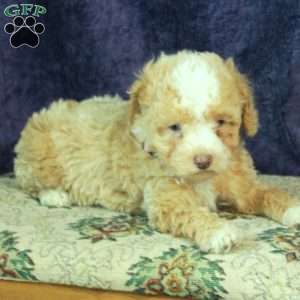 Lory, Miniature Poodle Puppy