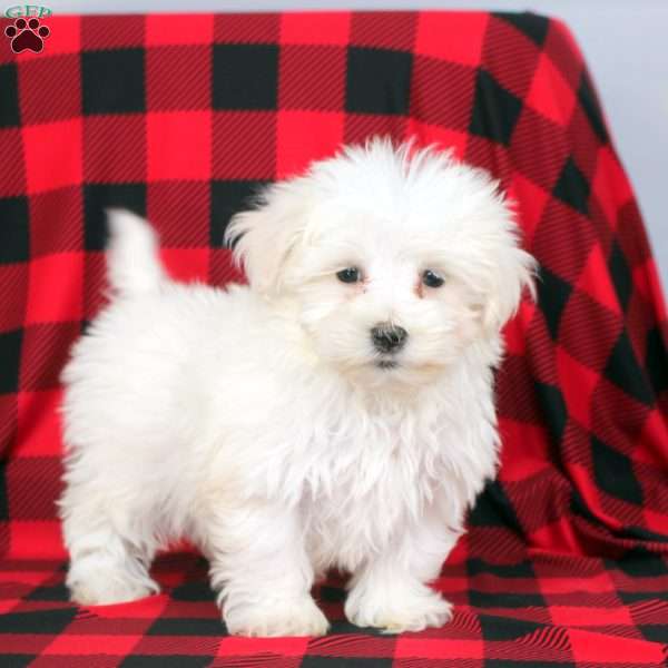 Louie, Maltese Puppy