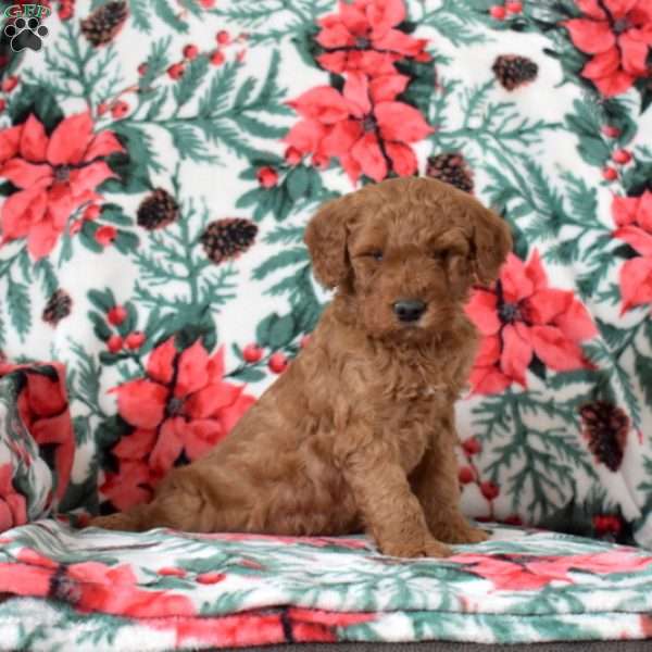 Louie, Mini Goldendoodle Puppy