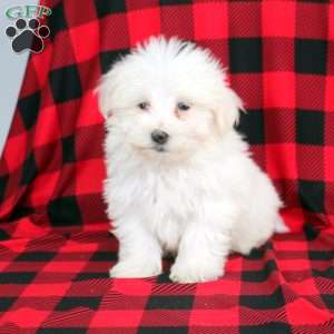 Louie, Maltese Puppy