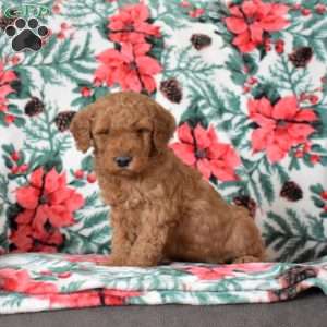 Louie, Mini Goldendoodle Puppy