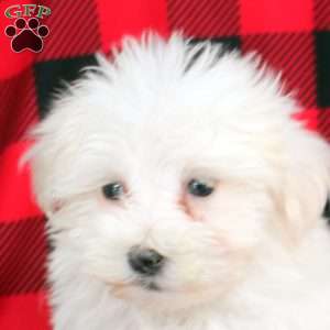 Louie, Maltese Puppy