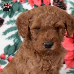 Louie, Mini Goldendoodle Puppy