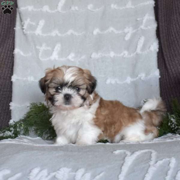 Love, Shih Tzu Puppy