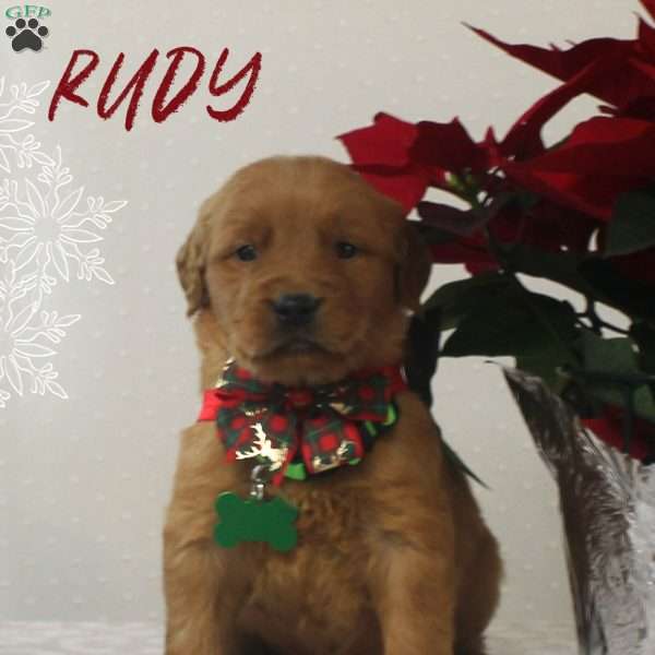 Rudy, Golden Retriever Puppy