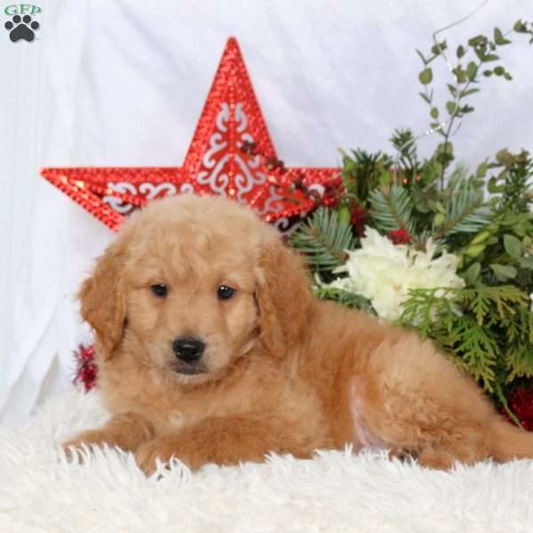 Luca, Mini Goldendoodle Puppy