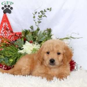 Luca, Mini Goldendoodle Puppy