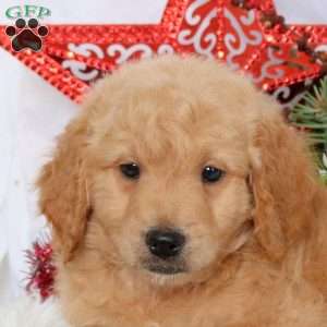 Luca, Mini Goldendoodle Puppy