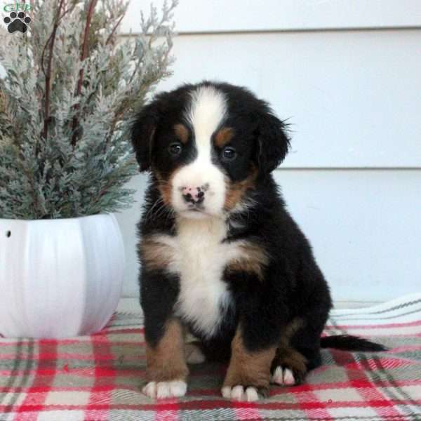 Lucas, Bernese Mountain Dog Puppy