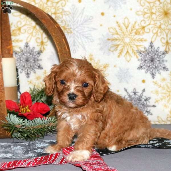 Lucas, Cavapoo Puppy