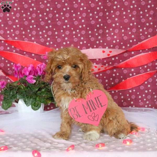 Lucas, Cavapoo Puppy