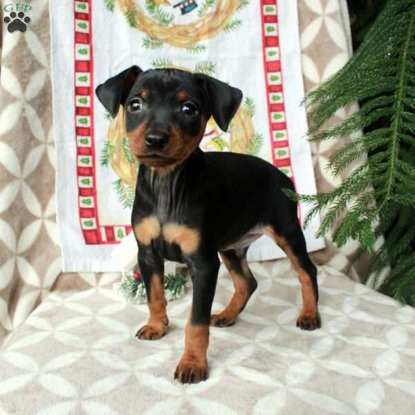Lucas, Miniature Pinscher Puppy