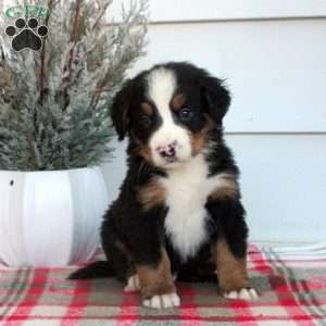 Lucas, Bernese Mountain Dog Puppy