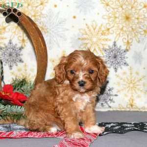 Lucas, Cavapoo Puppy