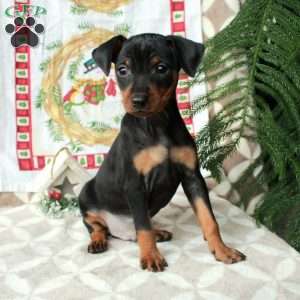 Lucas, Miniature Pinscher Puppy