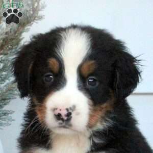 Lucas, Bernese Mountain Dog Puppy