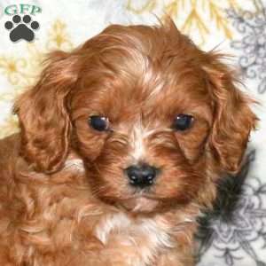 Lucas, Cavapoo Puppy