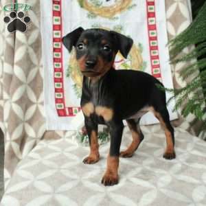 Lucas, Miniature Pinscher Puppy