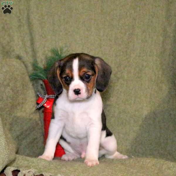 Luca, Cavalier King Charles Mix Puppy