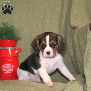 Luca, Cavalier King Charles Mix Puppy