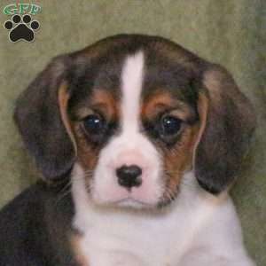 Luca, Cavalier King Charles Mix Puppy