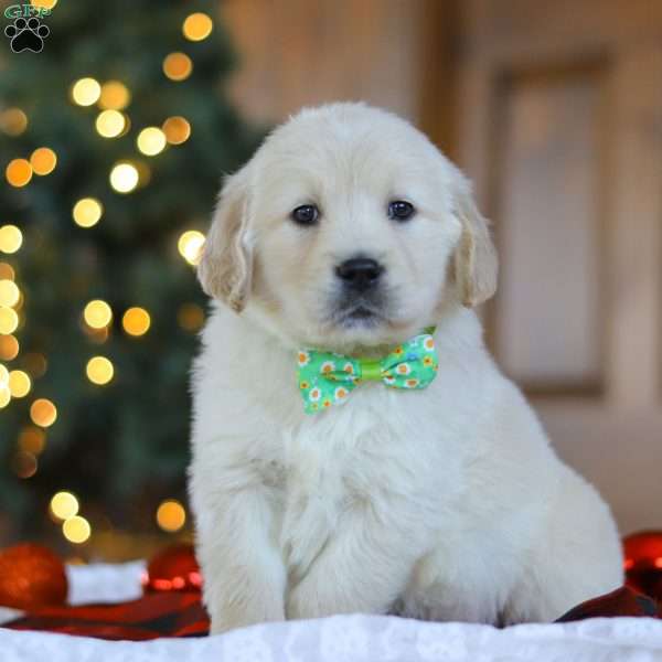 Lucky, Golden Retriever Puppy