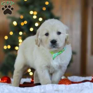 Lucky, Golden Retriever Puppy