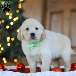 Lucky, Golden Retriever Puppy