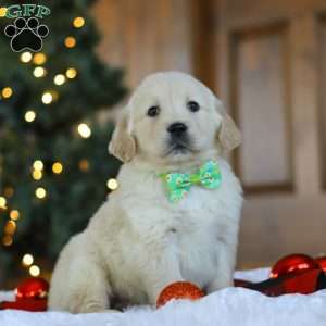 Lucky, Golden Retriever Puppy