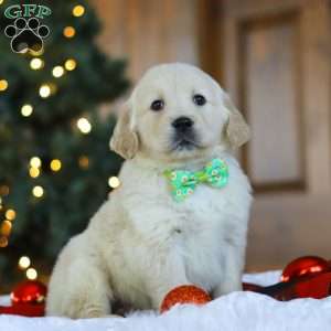 Lucky, Golden Retriever Puppy