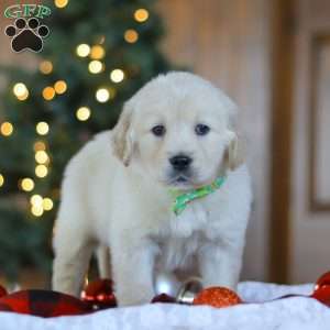 Lucky, Golden Retriever Puppy